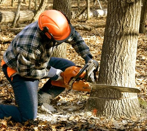 Tree Removal in Pleasant Hill, IL